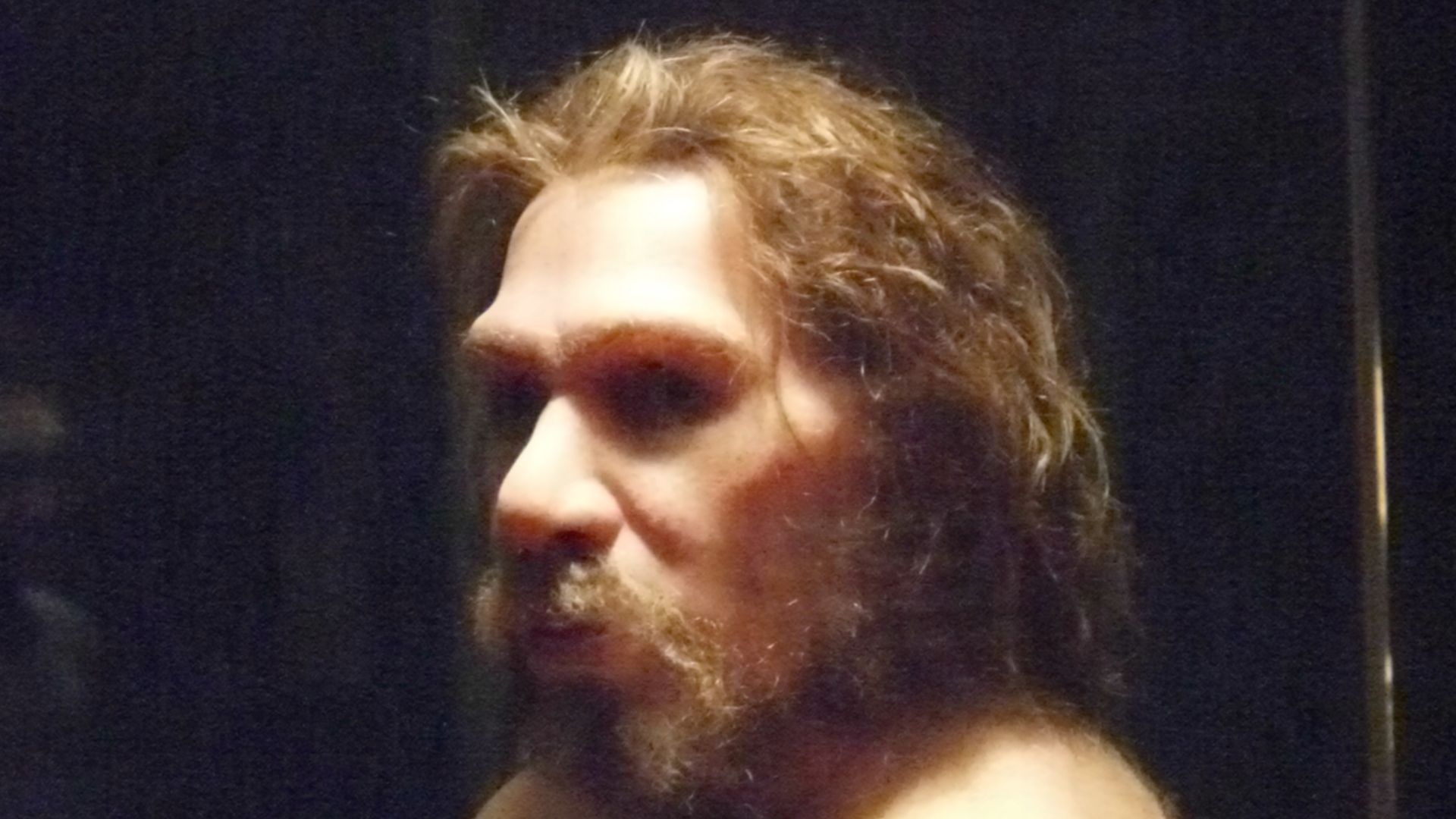 Though Neanderthals were long thought to be extinct, DNA research has revealed that most living humans have some Neanderthal ancestry.