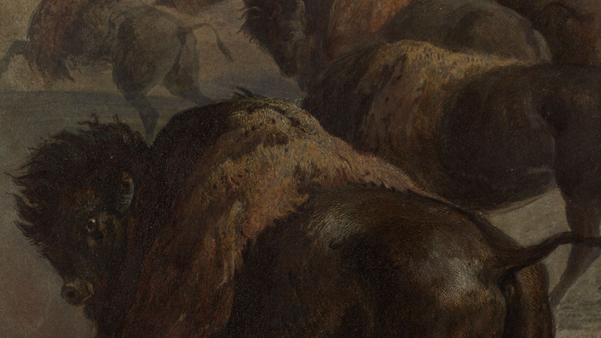 Indians hunting the bison
