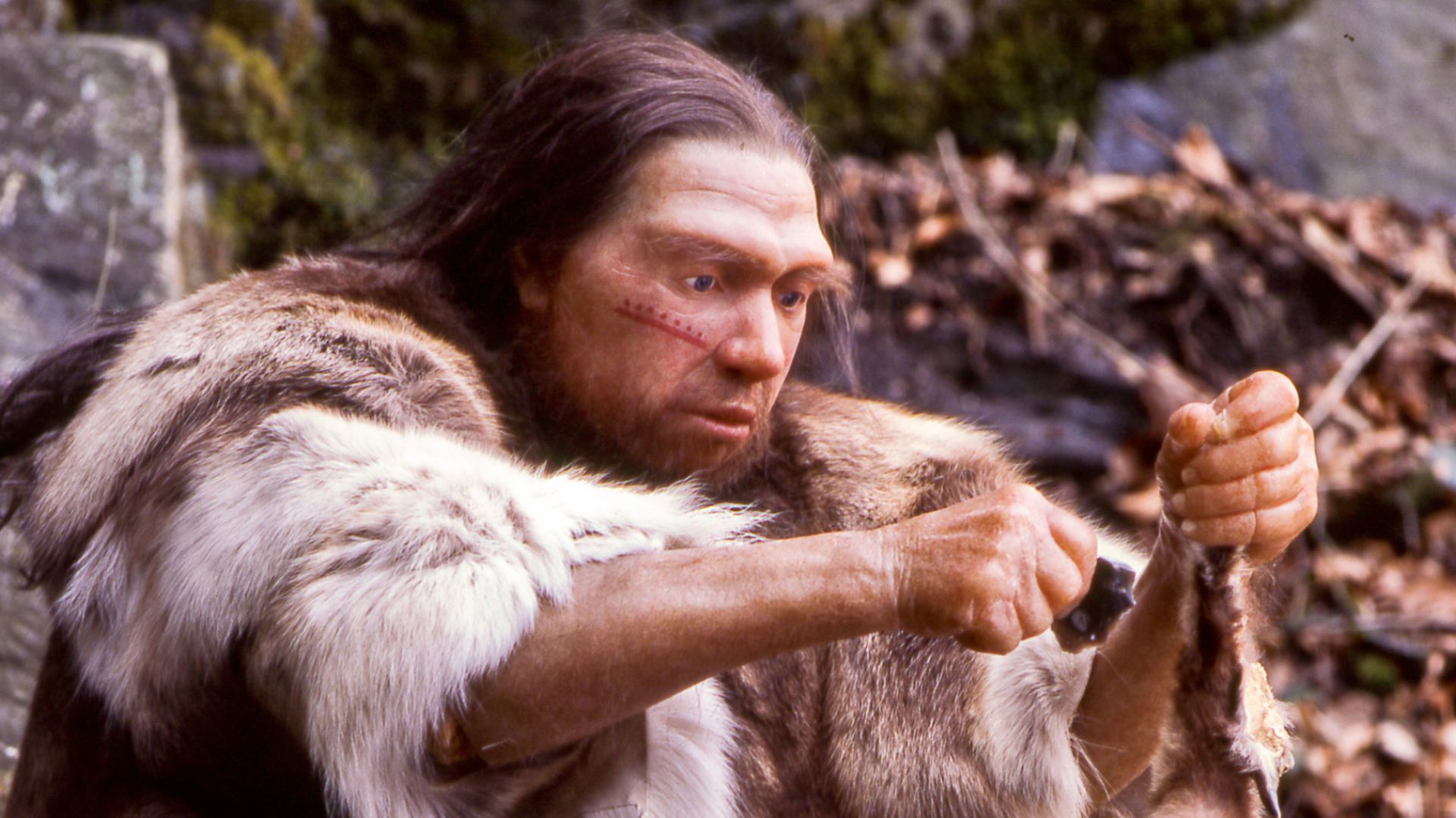 Lebend-Rekonstruktion im Neanderthal-Museum (Erkrath, Mettmann) eines Homo sapiens neanderthalensis-Jägers
