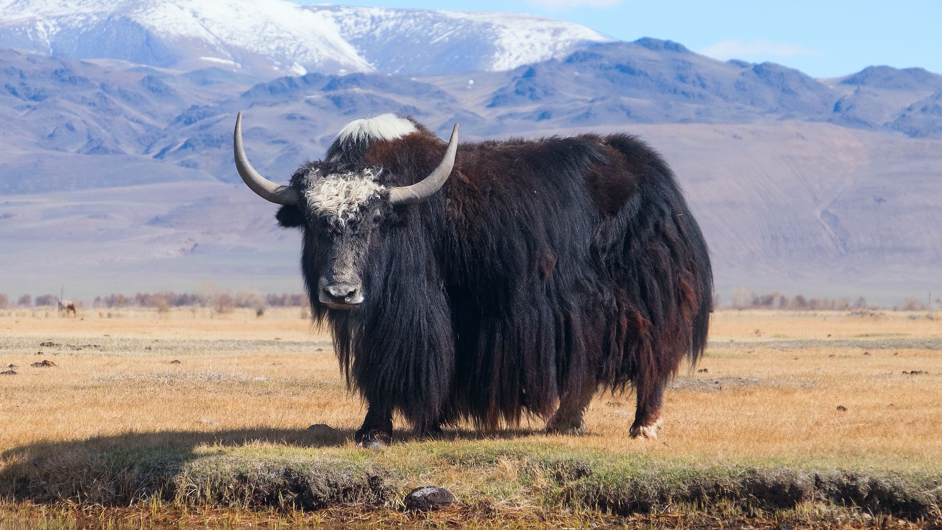 Tibetan Yak or Sarlyk, as they say in Altai