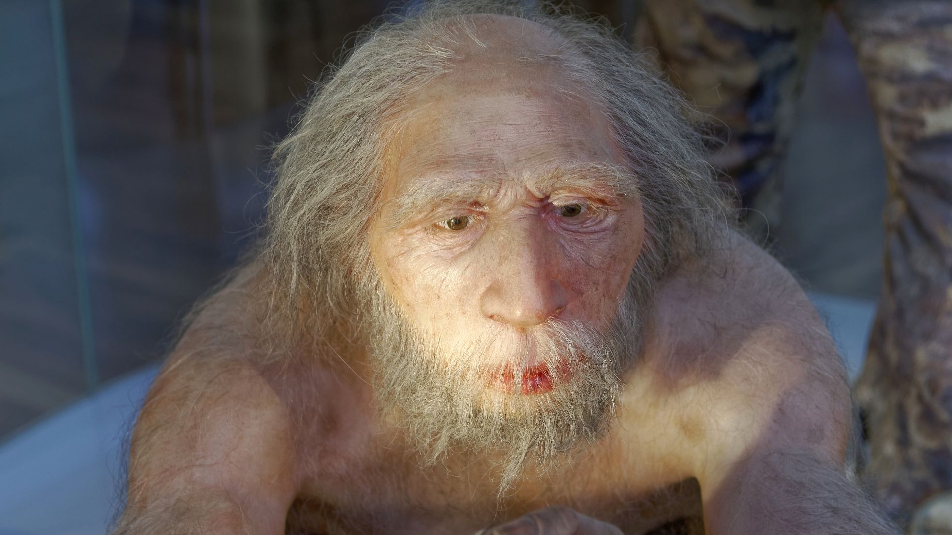 Model of Homo neanderthalensis elder man in The Natural History Museum, Vienna