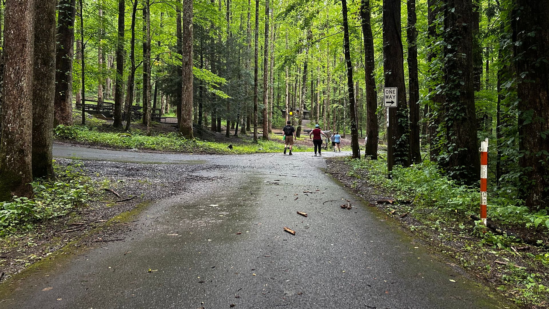 A road in the Great Smoky Mountains National Park, in Tennessee.