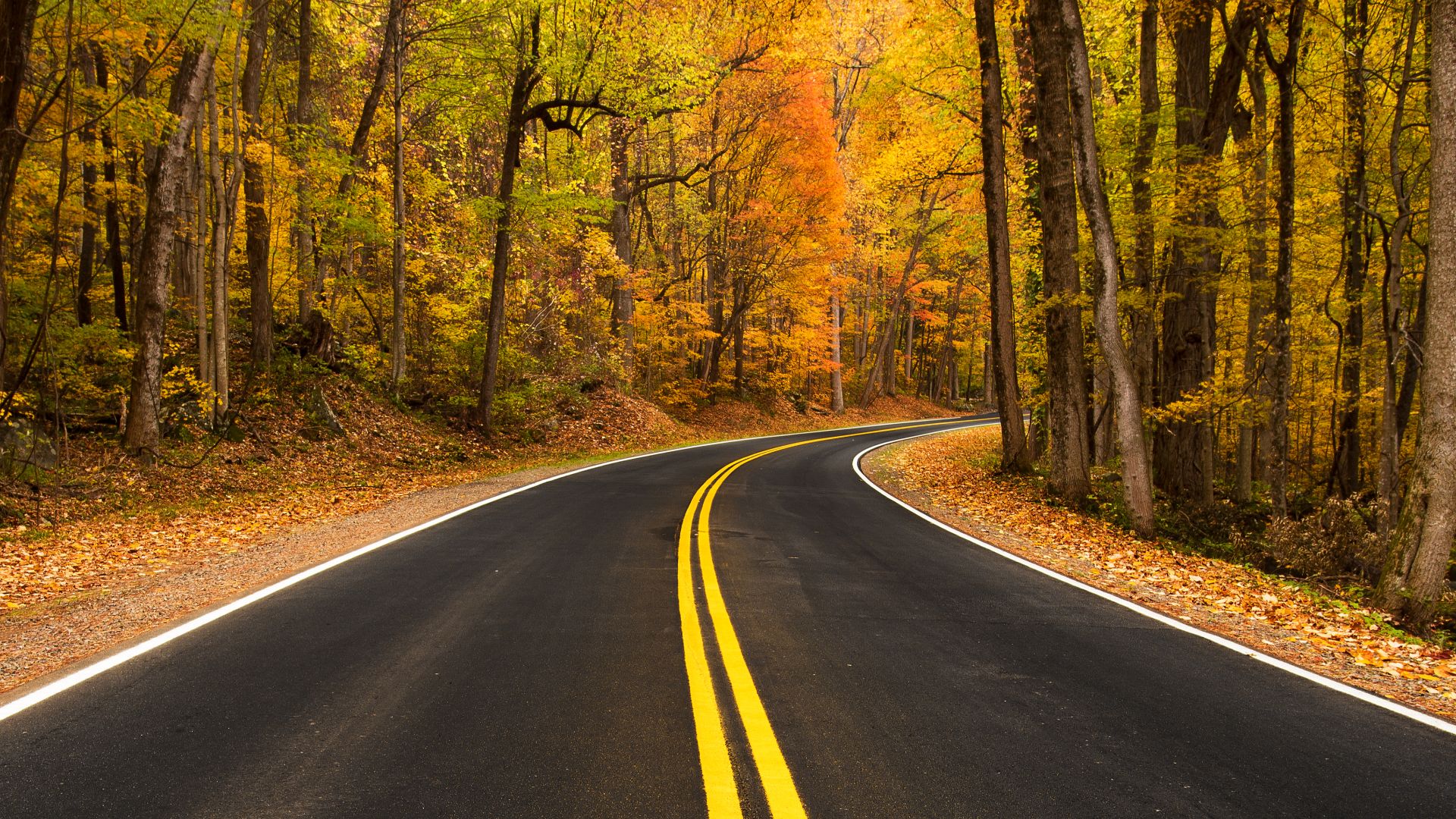 Website || Facebook   || 500px 
Another shot of the great color enveloping the Newfound Gap Road in Great Smoky Mountains National Park, TN. Like I said in a previous post, this section of the road has some of the best color I've seen anywhere. Combine th