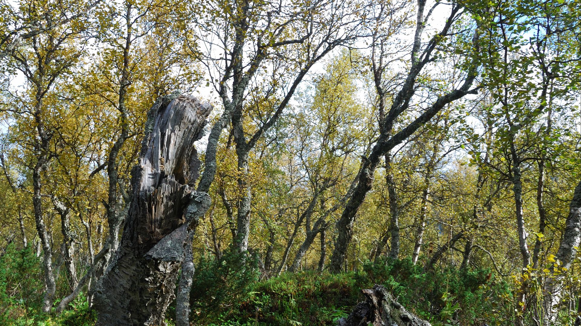 Montane Birch forests in Ljungdalen, in Bergs municipality, Härjedalen (Sweden). Altitude approximately 850 m. For more information see en:Scandinavian Montane Birch forest and grasslands