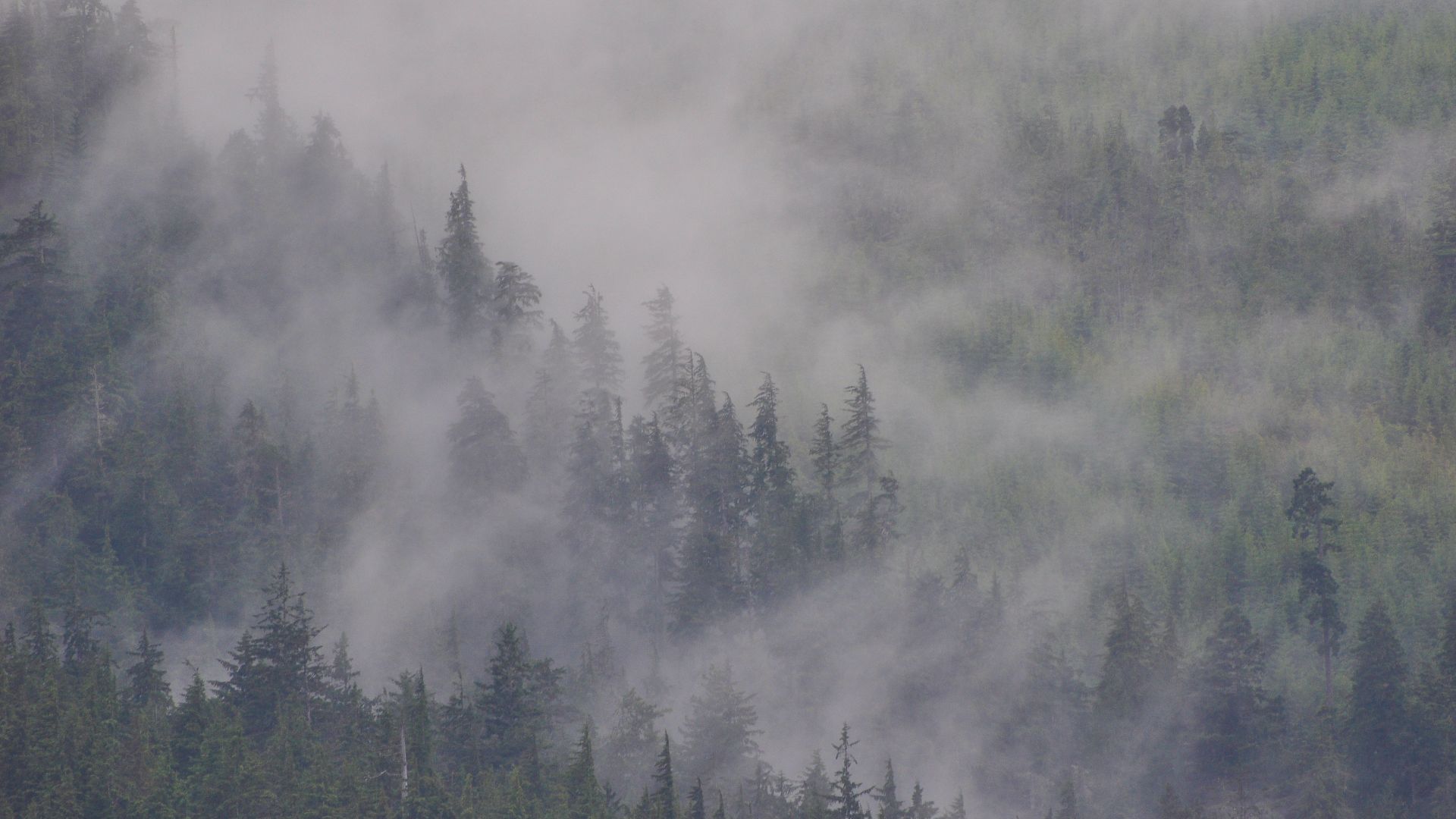 Alaska Forest Fog