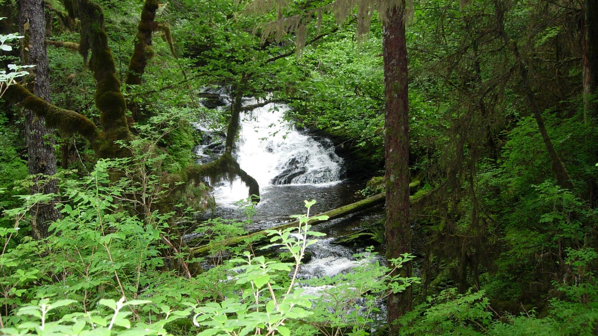 Tongass National Forest