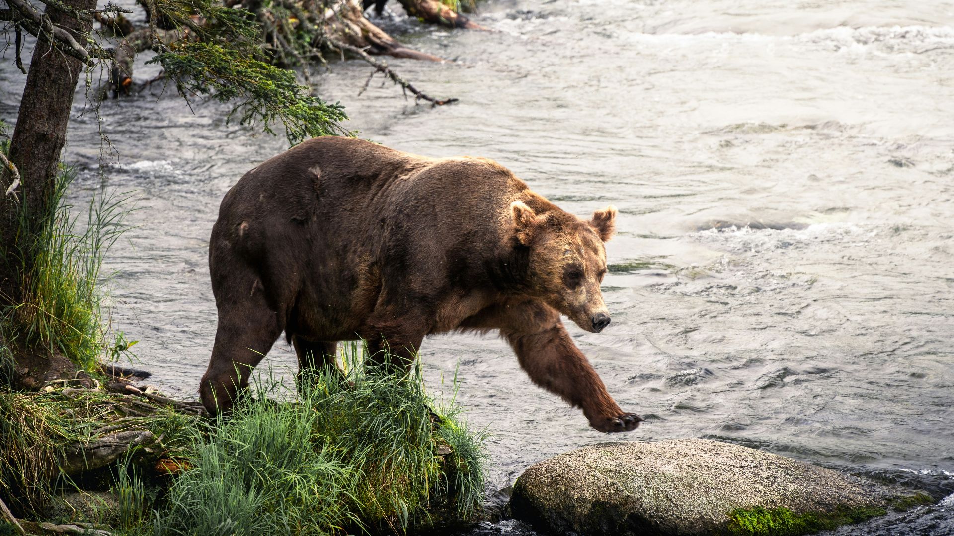 a large brown bear walking across a river
