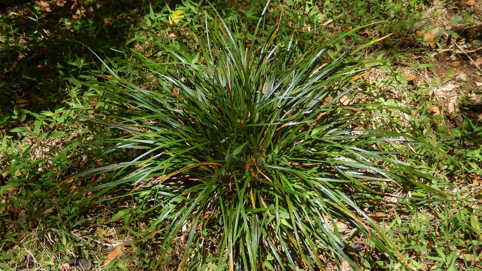 Mount Banda Banda, likely to be Carex lobolepis. Cool temperate rainforest