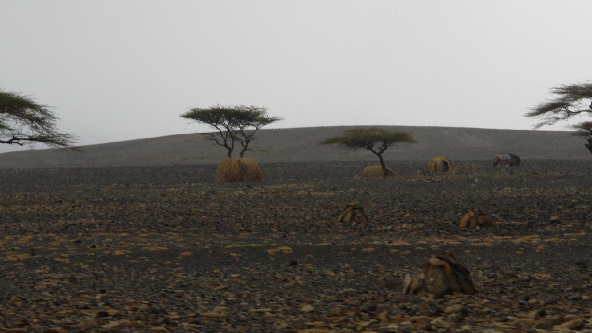 Turkana