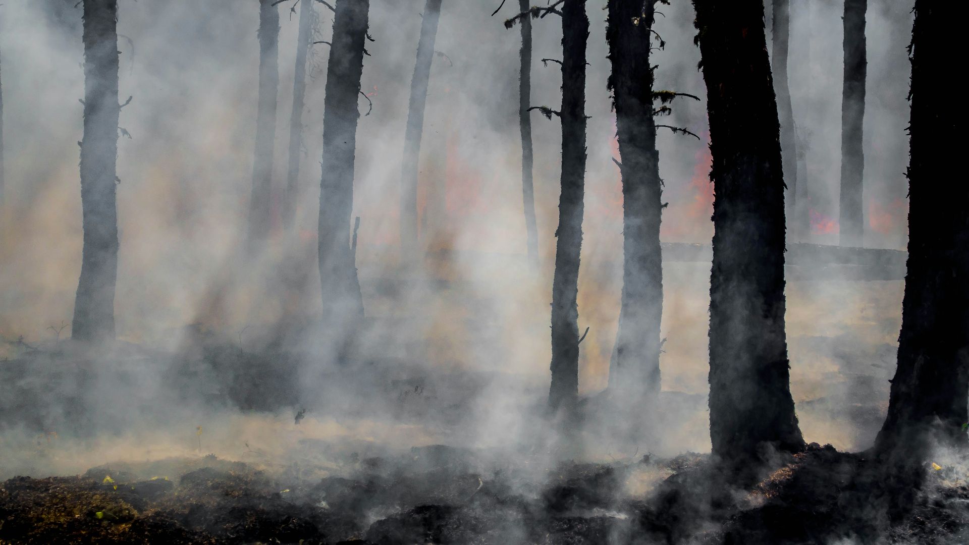 silhouette of trees on smoke covered forest