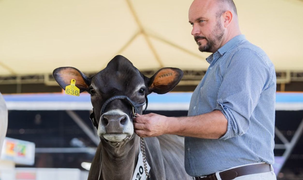 A man shows a cow at a livestock exhibition indoors, highlighting agriculture and farming