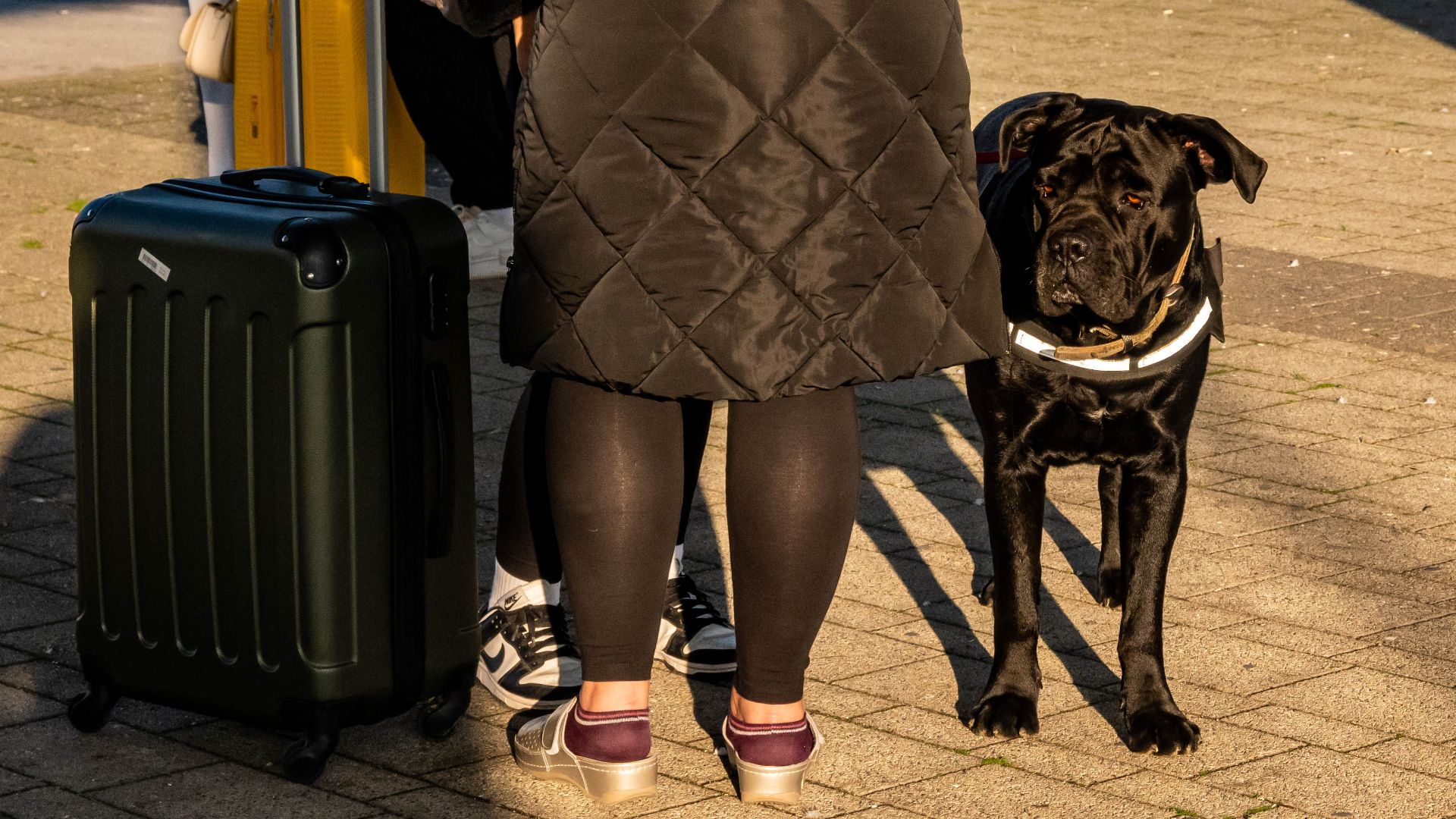 Traveler with suitcase and dog on sunny day in Kutina, Croatia.