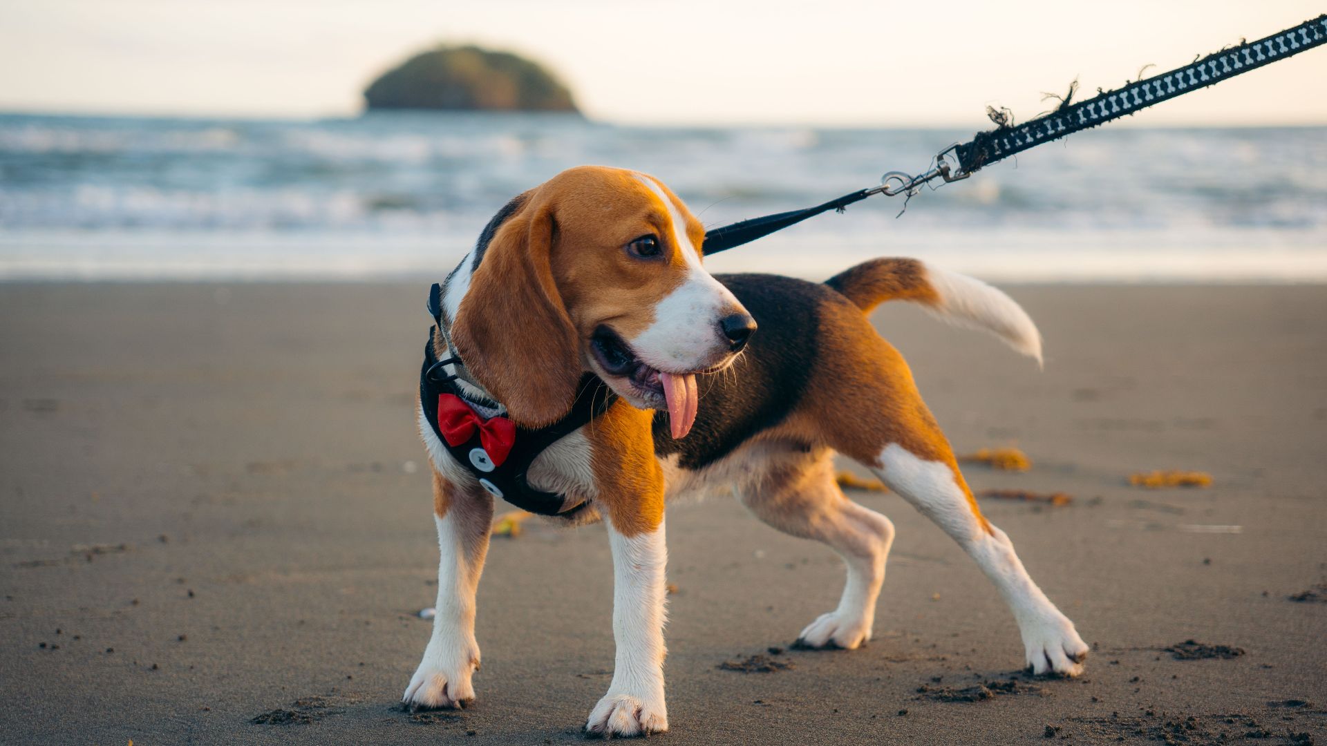 A beagle in a red bow tie walks on the sandy beach by the ocean, enjoying the outdoors.