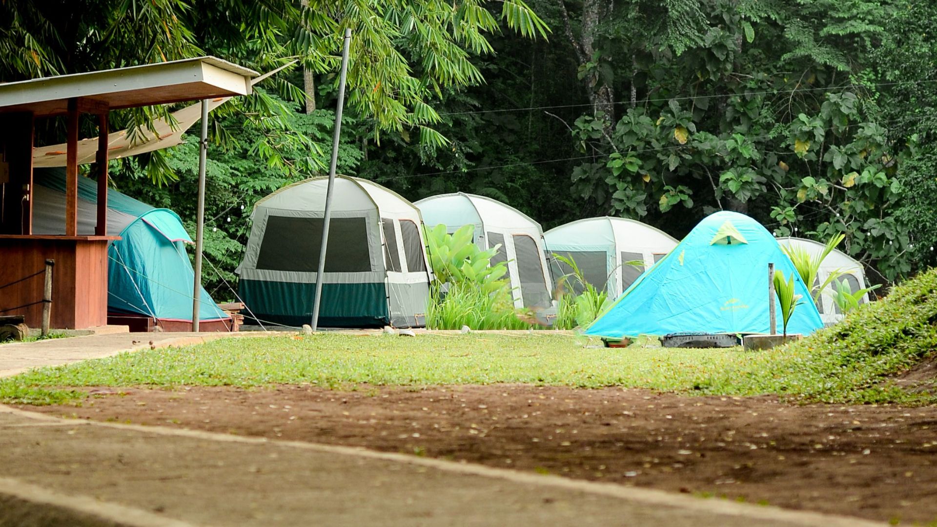 Peaceful camping area with colorful tents surrounded by lush green trees in a forest setting.