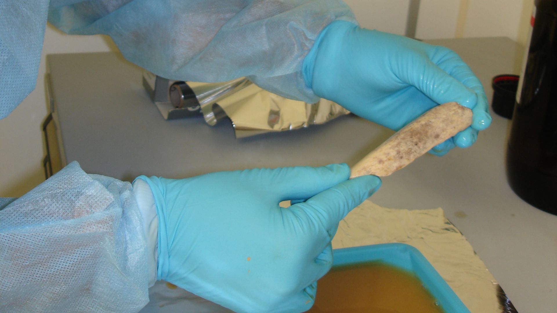 Working in a clean room, researchers at the Max Planck Institute for Evolutionary Anthropology in Leipzig, Germany, took extensive precautions to avoid contaminating Neanderthal DNA samples - extracted from bones like this one - with DNA from any other so