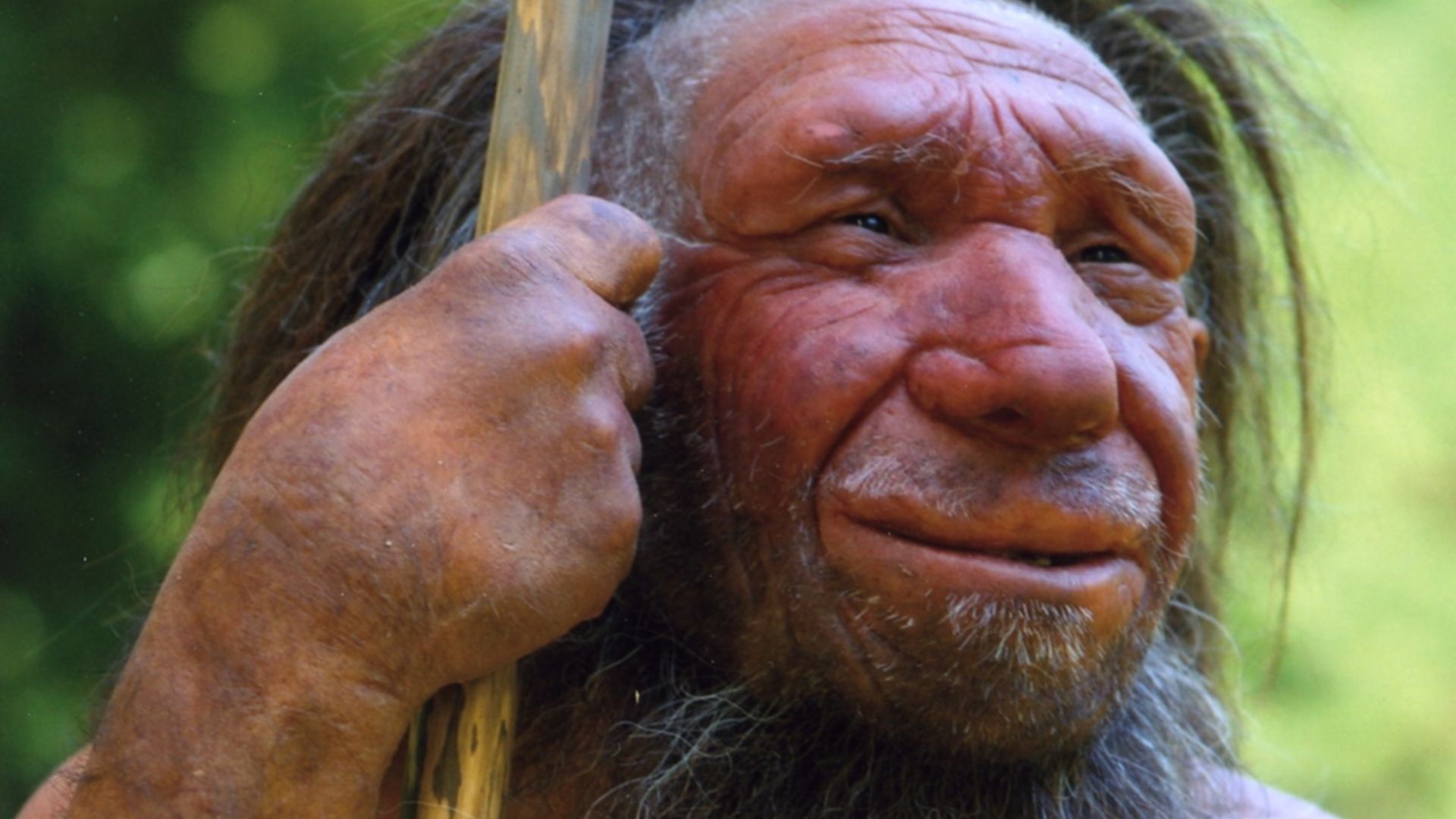 Lebend-Rekonstruktion im Neanderthal-Museum (Erkrath, Mettmann) eines Homo sapiens neanderthalensis „Mr. N“ (Ausschnitt des Originalfotos)