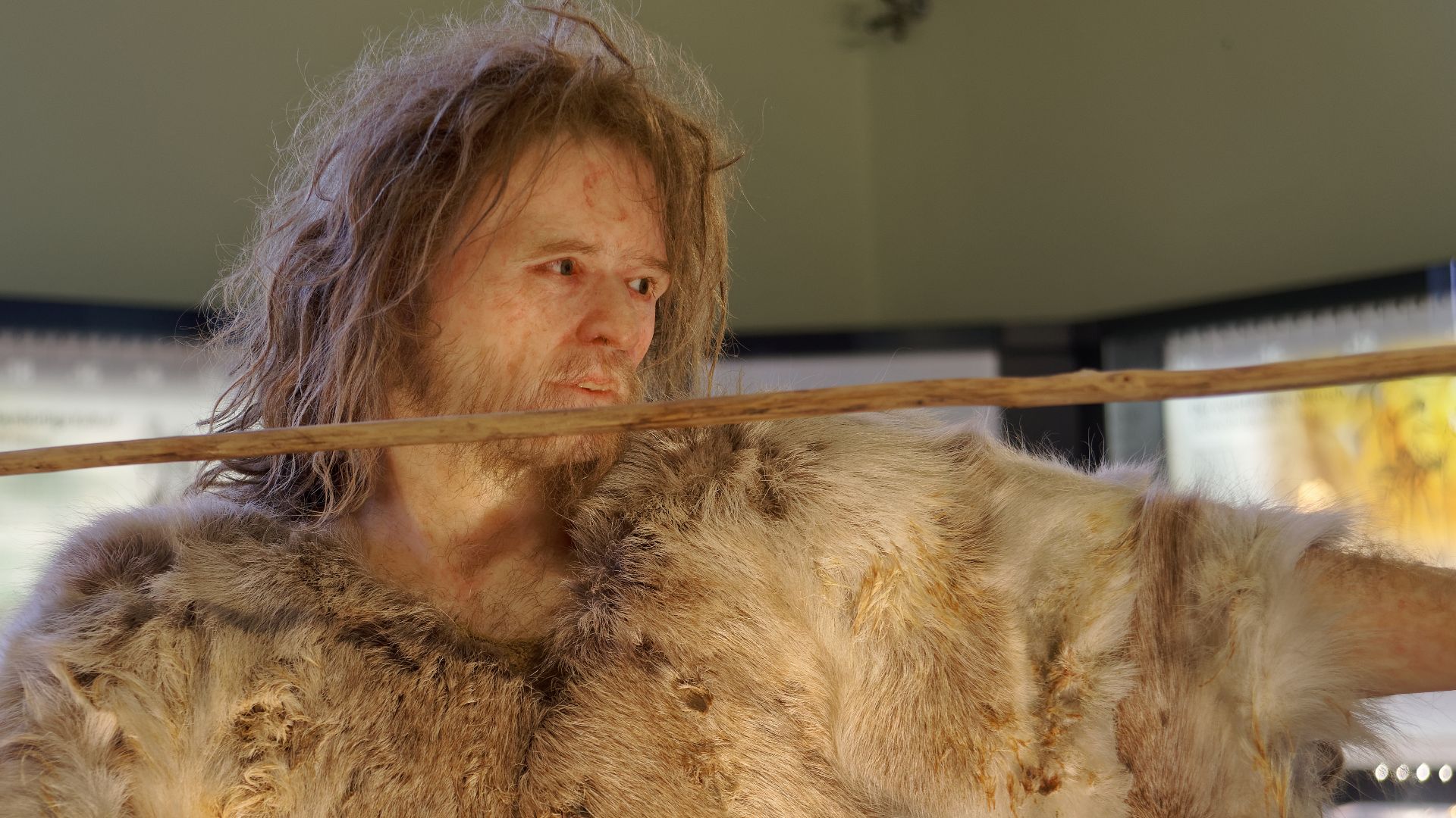 Model of Cro-Magnon 1, Homo Sapiens man in The Natural History Museum, Vienna