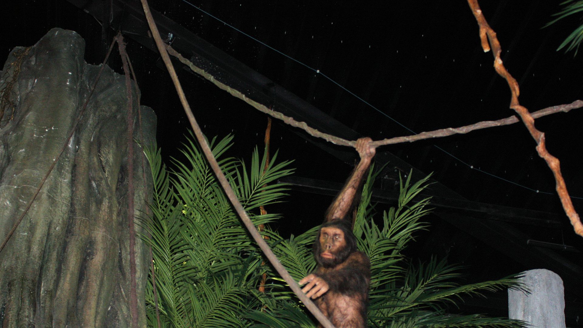 GONDWANA - the Praehistorium, Homo erectus