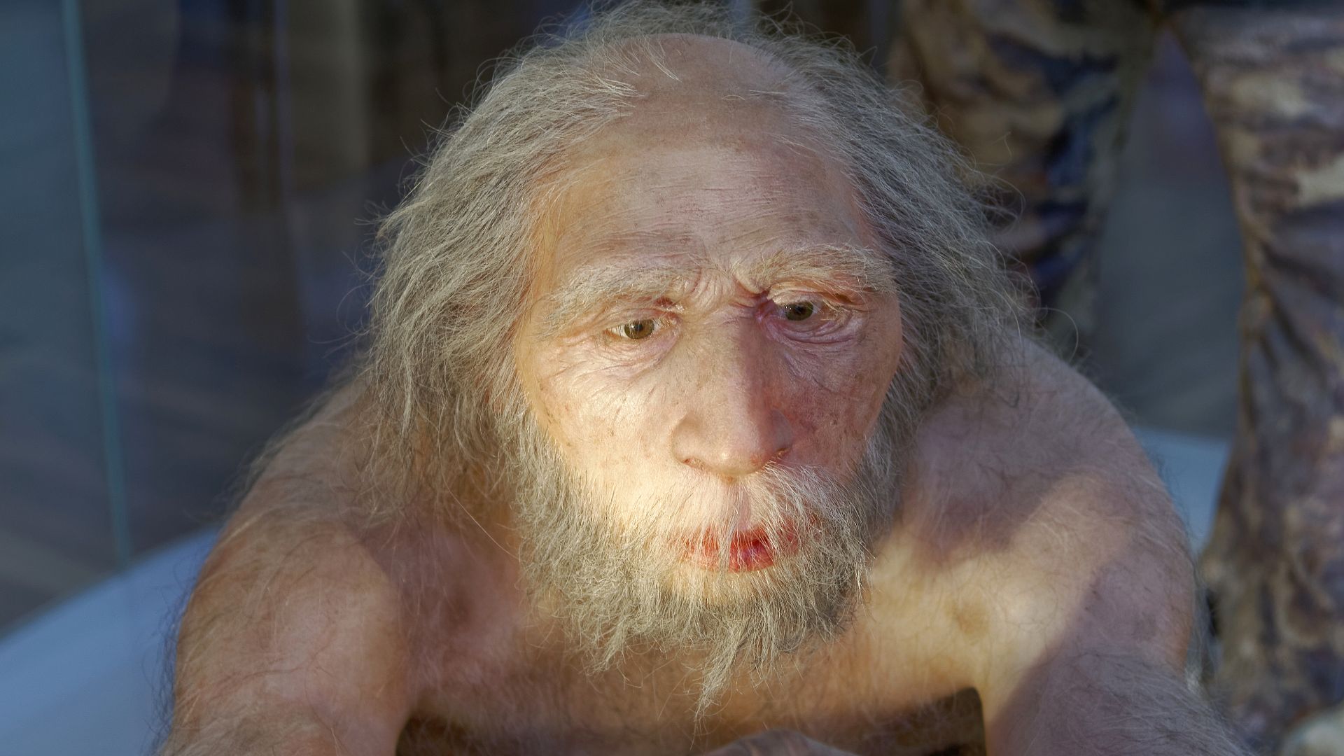 Model of Homo neanderthalensis elder man in The Natural History Museum, Vienna