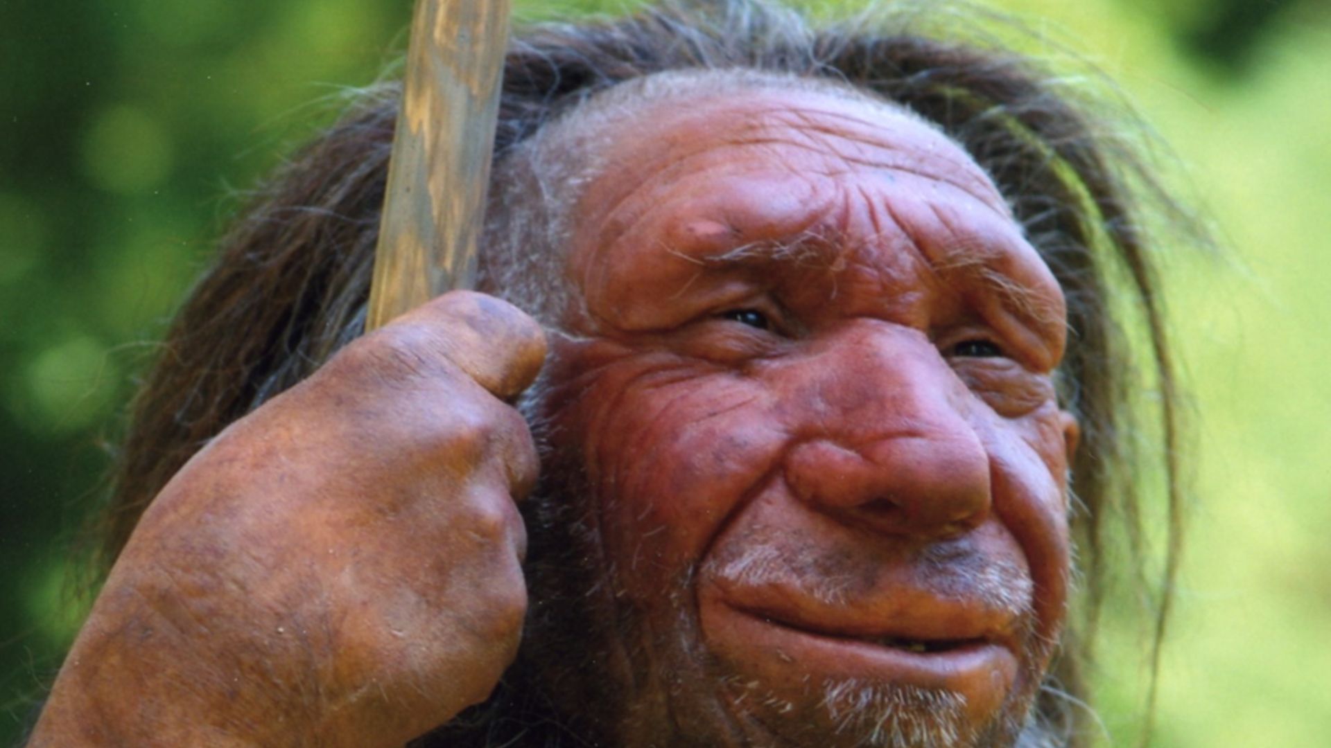 Lebend-Rekonstruktion im Neanderthal-Museum (Erkrath, Mettmann) eines Homo sapiens neanderthalensis „Mr. N“ (Ausschnitt des Originalfotos)