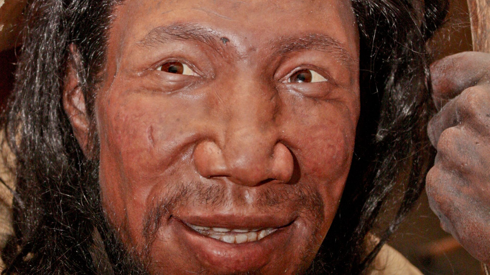 Reconstruction of an early (between 37,000 and 42,000 years old) European Homo sapiens based on bones found in the cave Peştera cu Oase (Romania). Exhibited in the Neanderthal Museum in Mettmann, Germany.