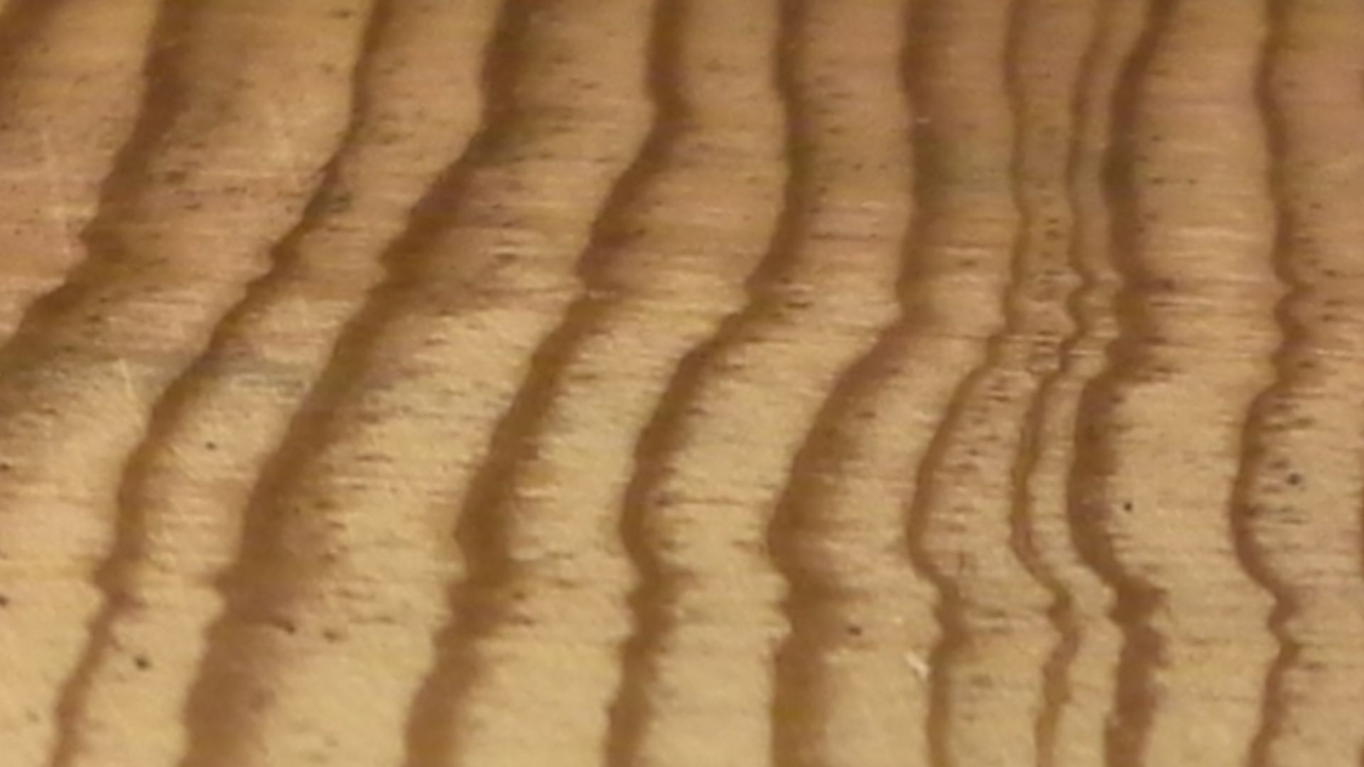 Tree rings dating to the mid-1500s from a ponderosa pine log collected near Taos, NM.