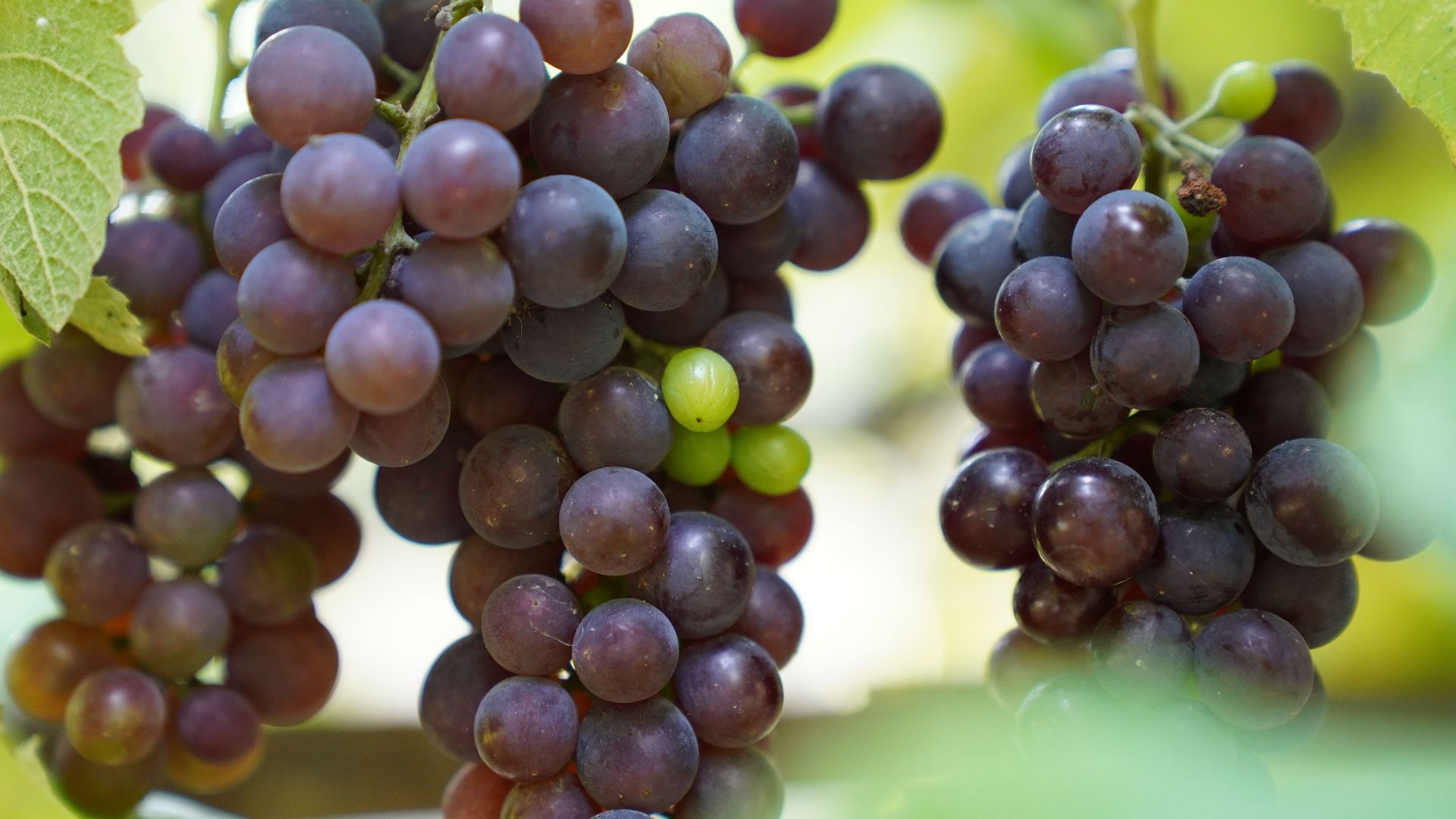 A detailed close-up of ripe purple grapes hanging on the vine in a sunny vineyard.