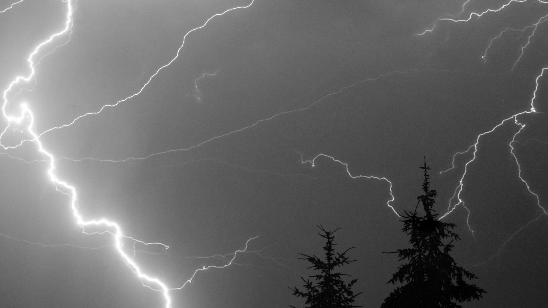 A powerful and dramatic display of lightning during a night thunderstorm over pine trees.