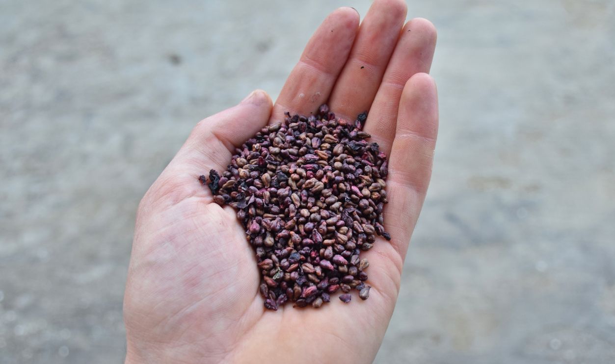 Grape seeds in hand closeup