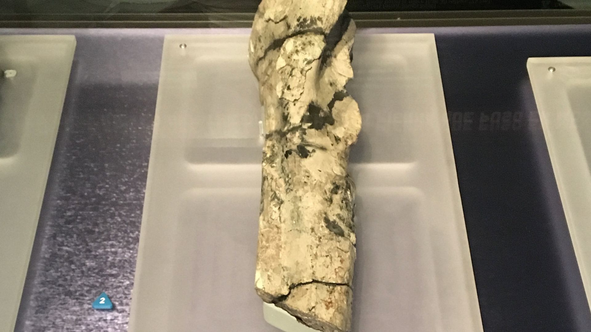 Cryolophosaurus fossil left tibia, fibula, with heel and astragalus