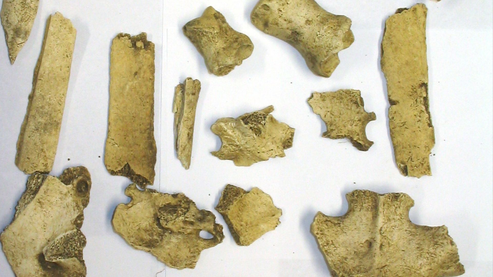 A collection of faunal remains, found in association with a Late Roman pewter plate, fragments of Samian and greyware, and a late Roman coin. The bones are mainly ribs and bones from the extremities of cattle limbs(Bos taurus), but show no clear evidence 