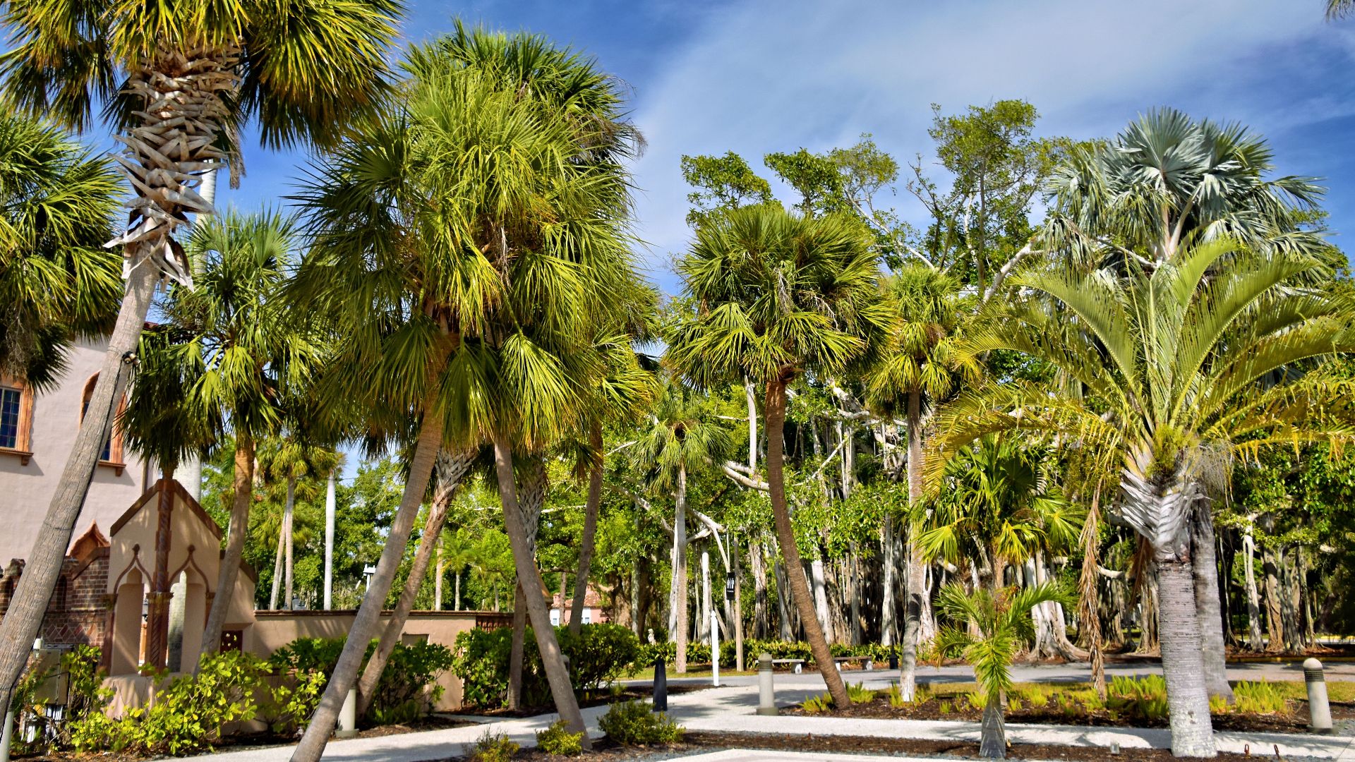 Lush palm trees under a bright sky in Sarasota, showcasing Florida's tropical vibe.