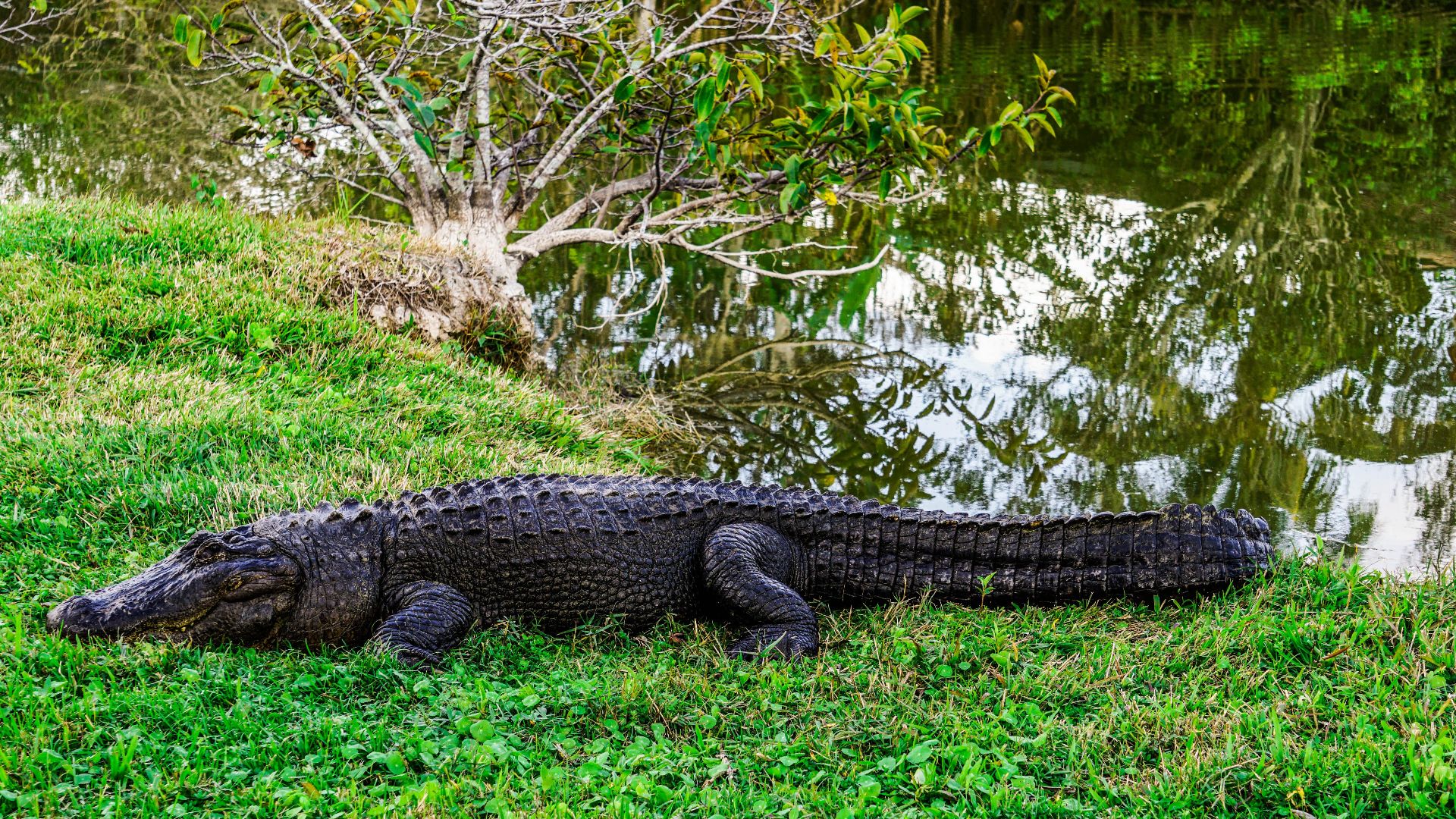 Close-up of an American alligator resting by a swamp in Florida, reflecting serene wildlife.