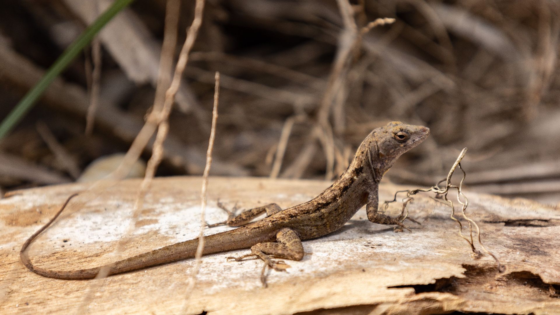 Close-up of a Brown Anole (Anolis sagrei) lizard basking on wood in Hobe Sound, Florida.