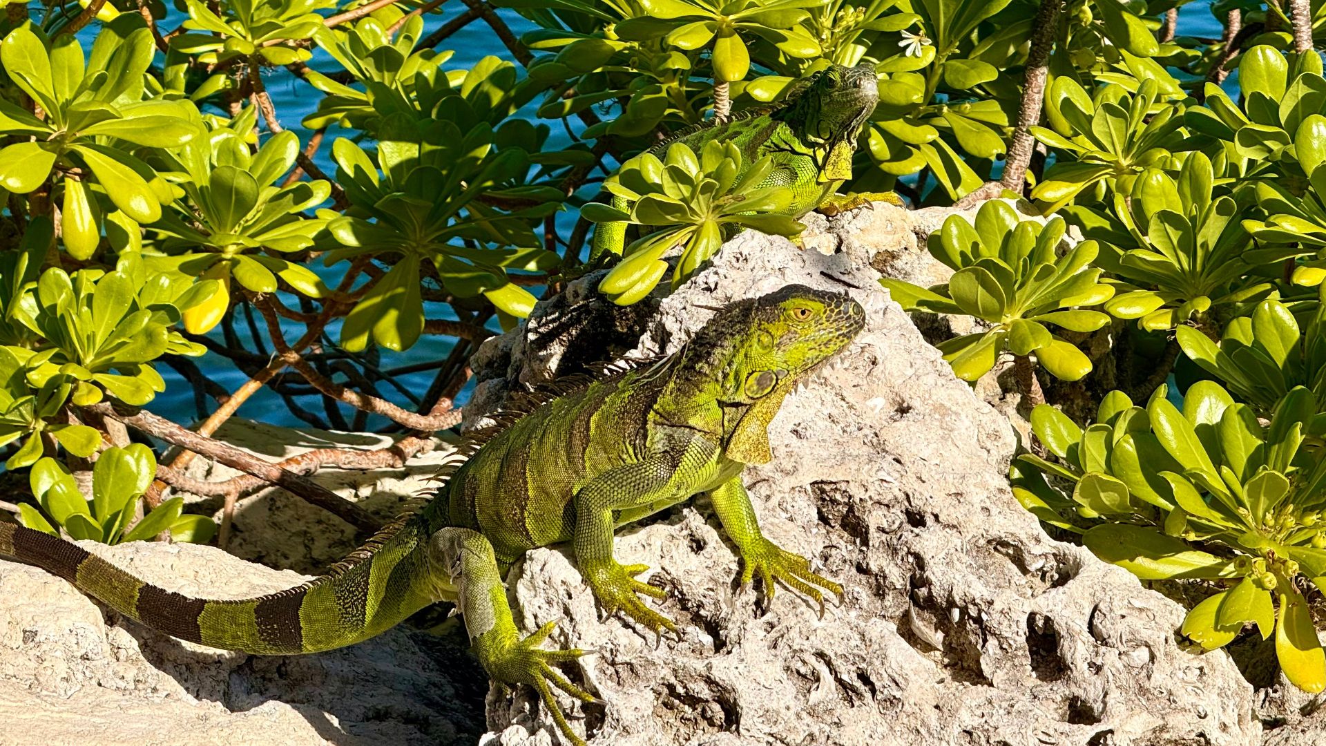 Two green iguanas bask on rocks amid lush foliage by clear blue water in Key West.