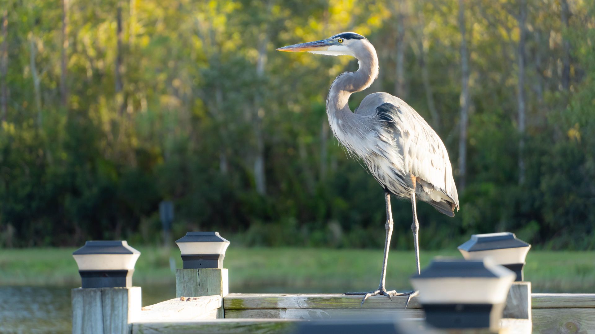 A majestic Great Blue Heron perched on a wooden dock surrounded by lush green foliage.
