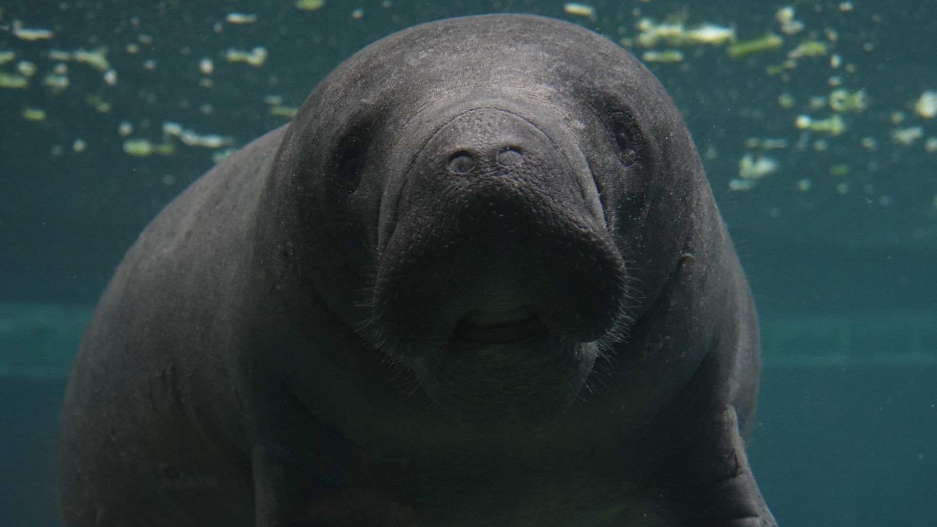 A detailed underwater capture of a manatee swimming in its natural habitat.
