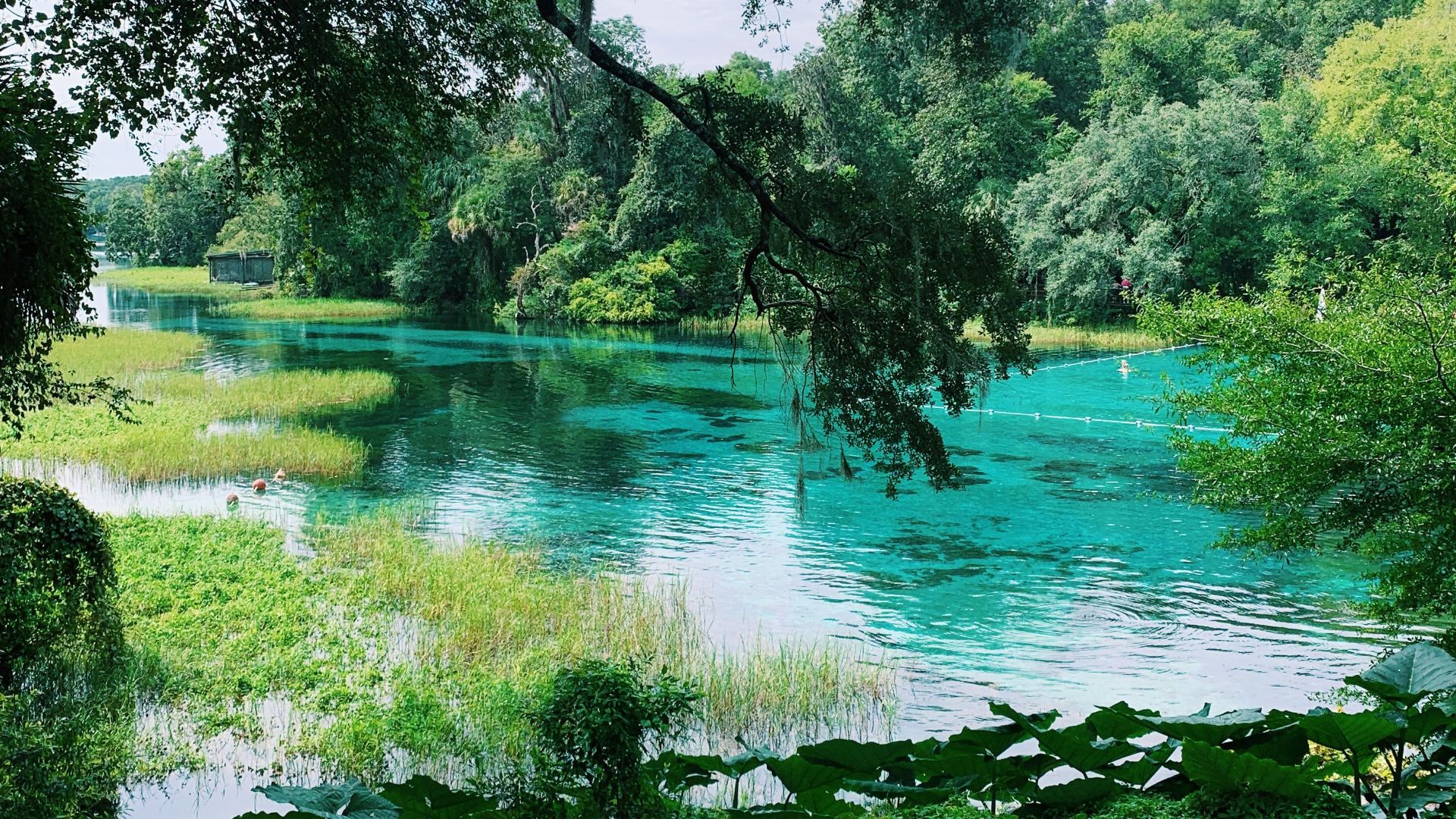 Lush scenery and crystal-clear waters create a tranquil landscape at Rainbow Springs, Florida.
