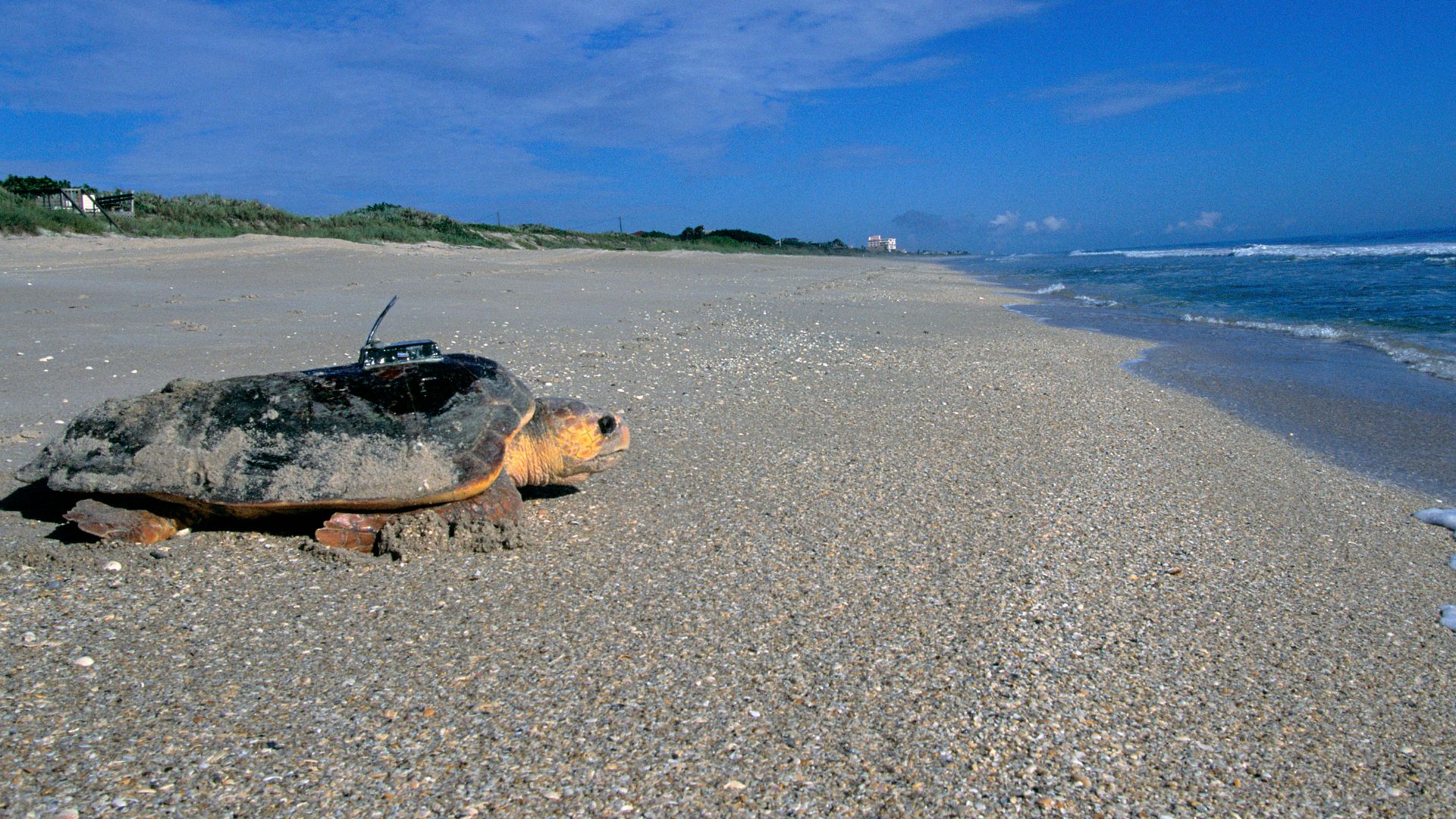 Note: Some of the following information may have arrived from the agency cut off or incomplete. Creator: Hagerty, Ryan. Description: Archie Carr NWR, Titusville, Florida: Archie Carr National Wildlife Refuge consists of 20 miles of beach along central Flo