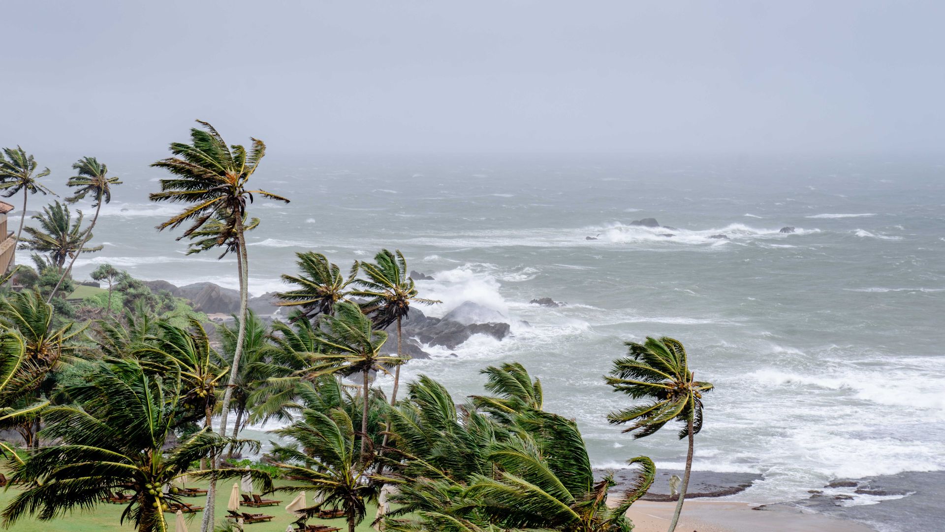 Palm trees swaying in strong winds by a stormy ocean seascape.