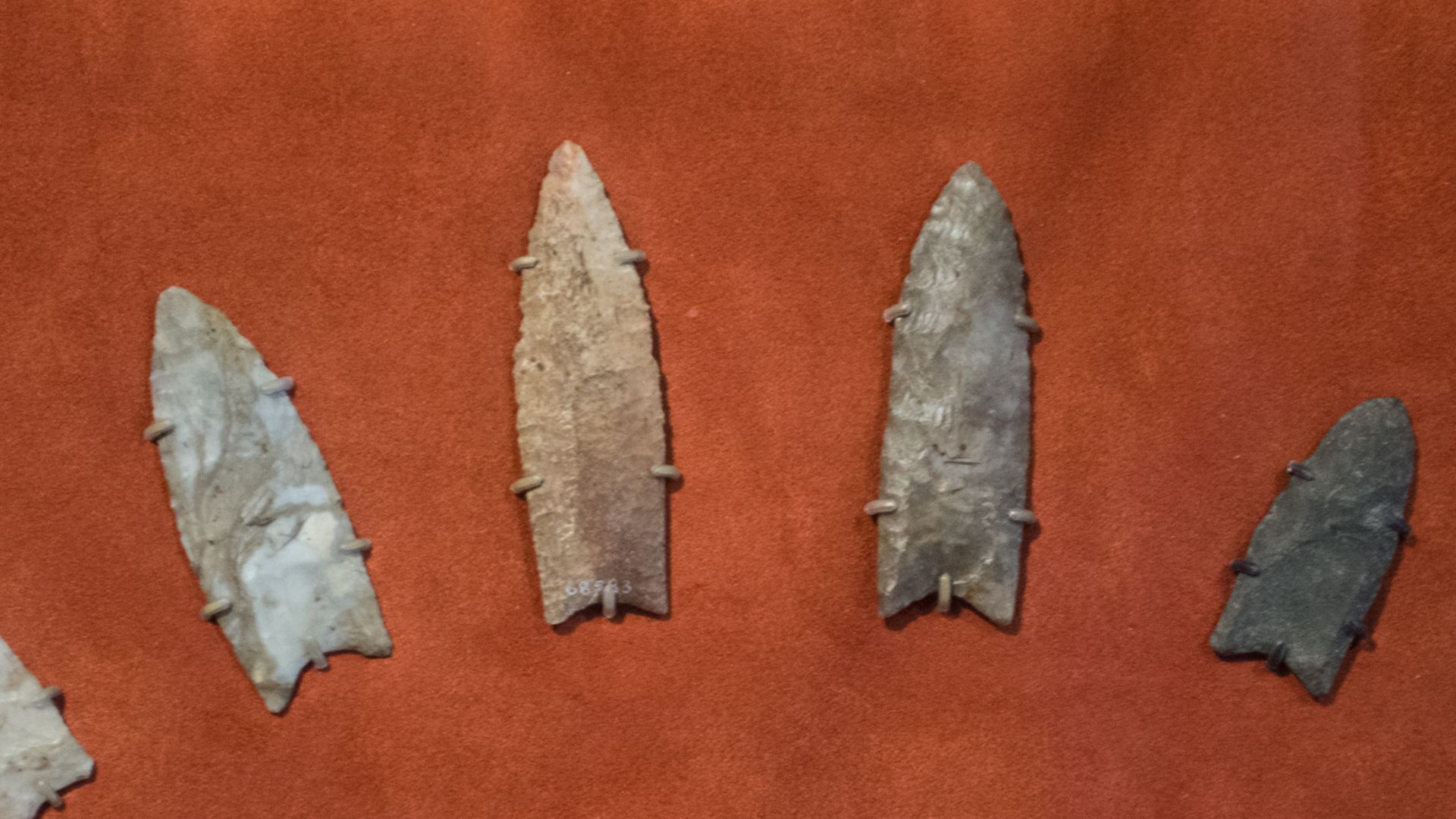 Clovis spearpoints on display at the Cleveland Museum of Natural History in Cleveland, Ohio.  Named for Clovis, New Mexico, where such uniquely designed spearpoints were first found by archeologists, these spearpoints date from 13,500 to 13,000 years ago.