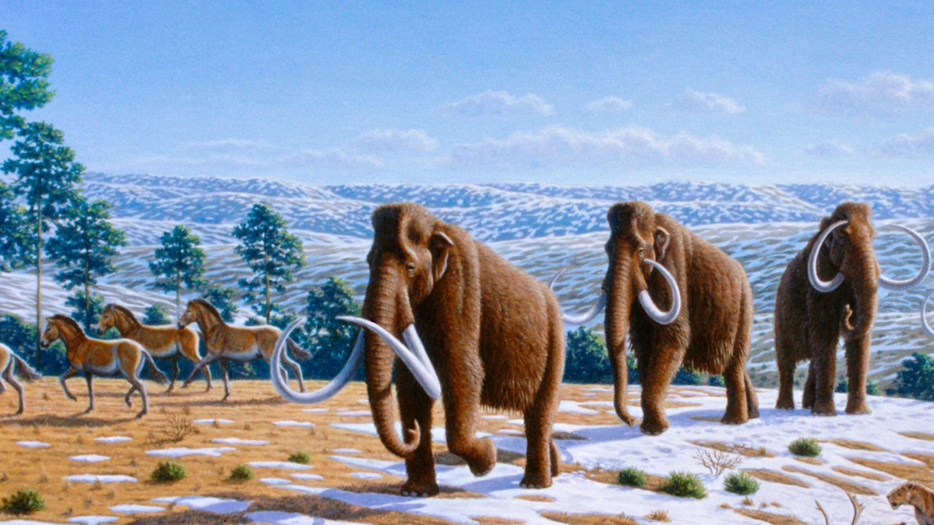Woolly mammoths were driven to extinction by climate change and human impacts. The image depicts a late Pleistocene landscape in northern Spain with woolly mammoths (Mammuthus primigenius), equids, a woolly rhinoceros (Coelodonta antiquitatis), and Europe