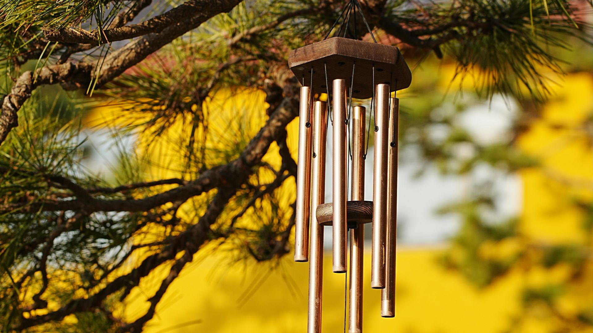Wind chimes hanging from a pine tree branch.