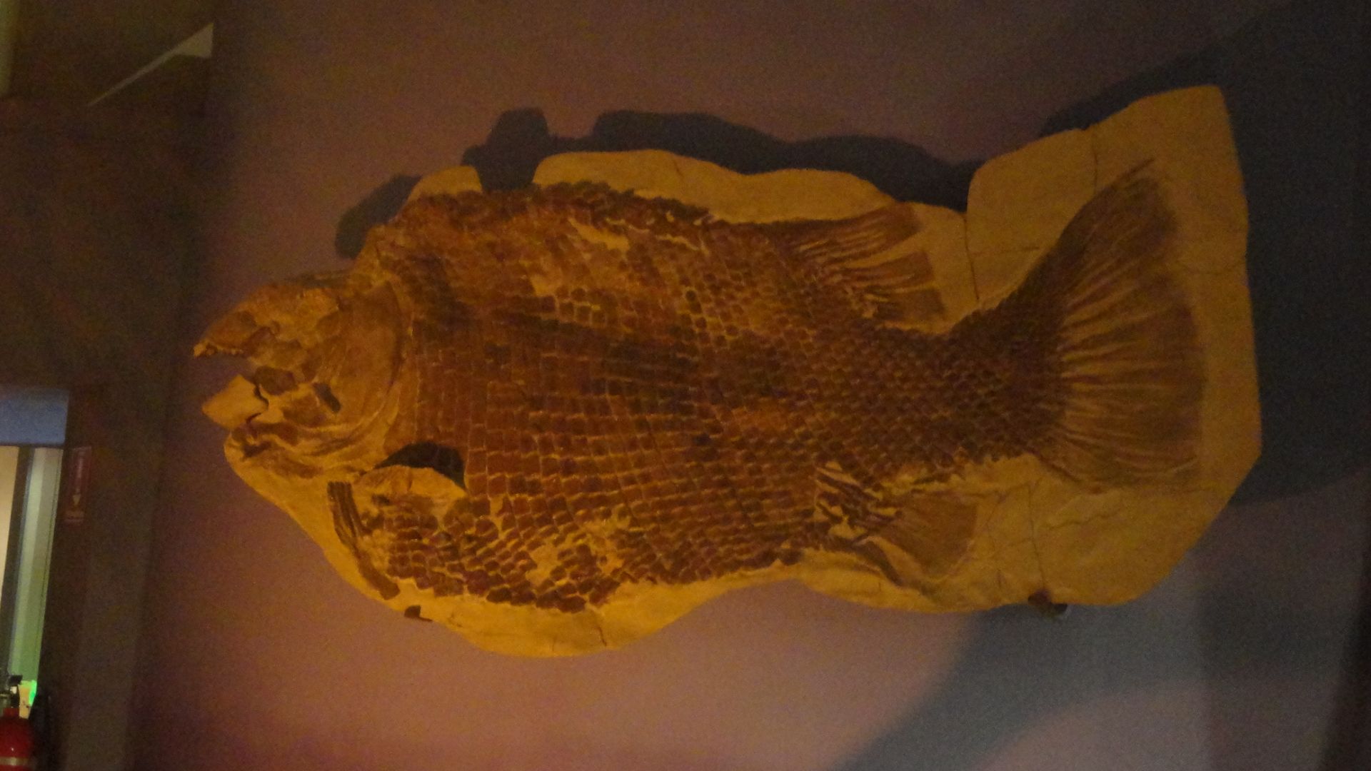 Fish fossil at the Desert Museum. Saltillo, Coahuila, Mexico.