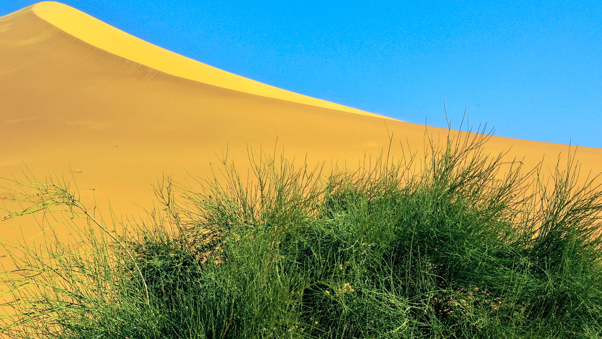 A bush. Taghit, Bechar, Algeria