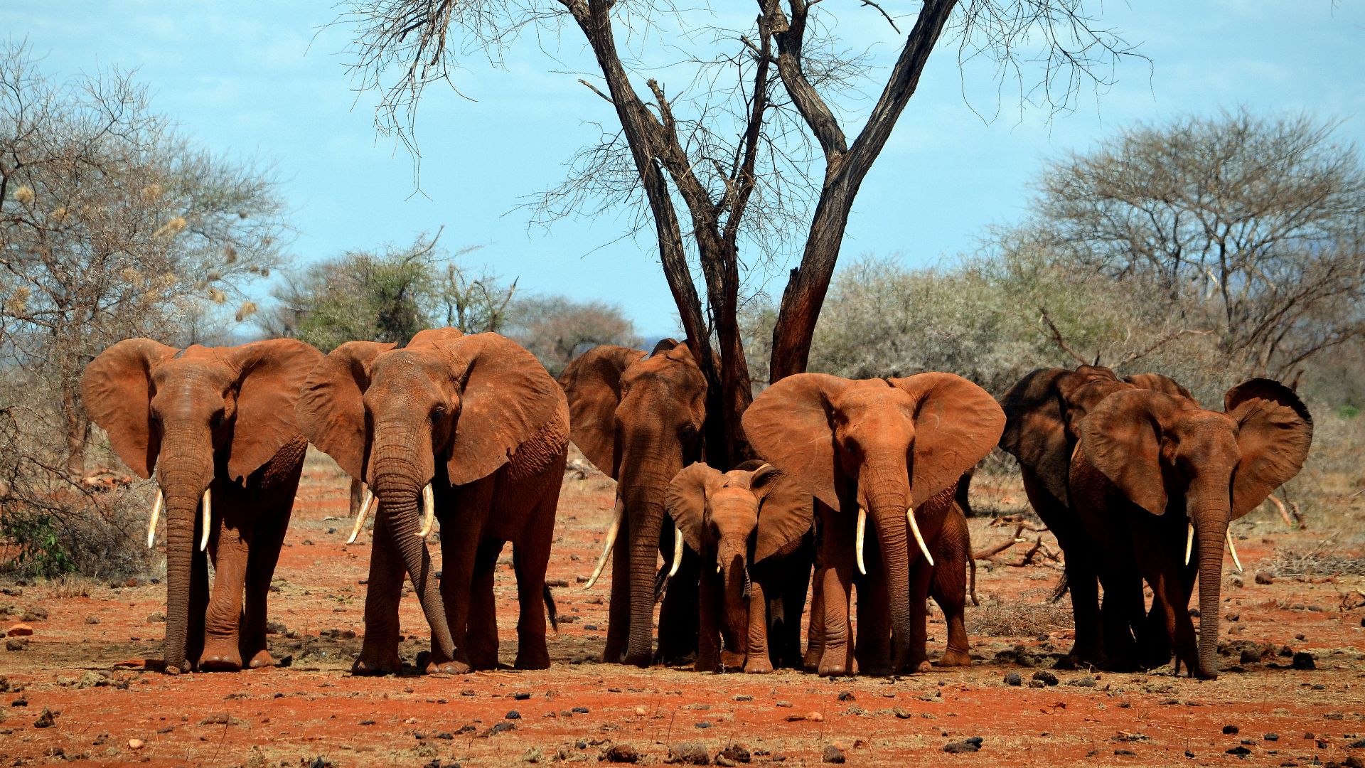 African elephants, Kenya