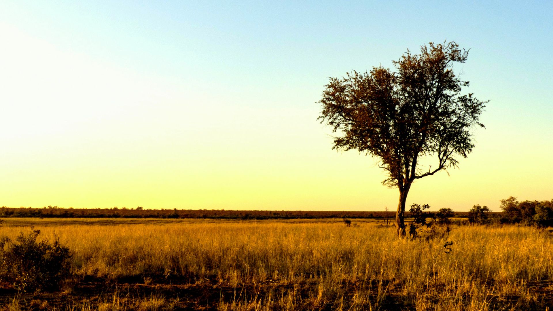 Savannah grassland illuminated by dawn sunlight, west of Olifants Camp in the central Kruger Park, Limpopo province, South Africa500px provided description: Sunrise in savanna grassland. The grasses support some of the biggest herds of zebra, buffalo, imp