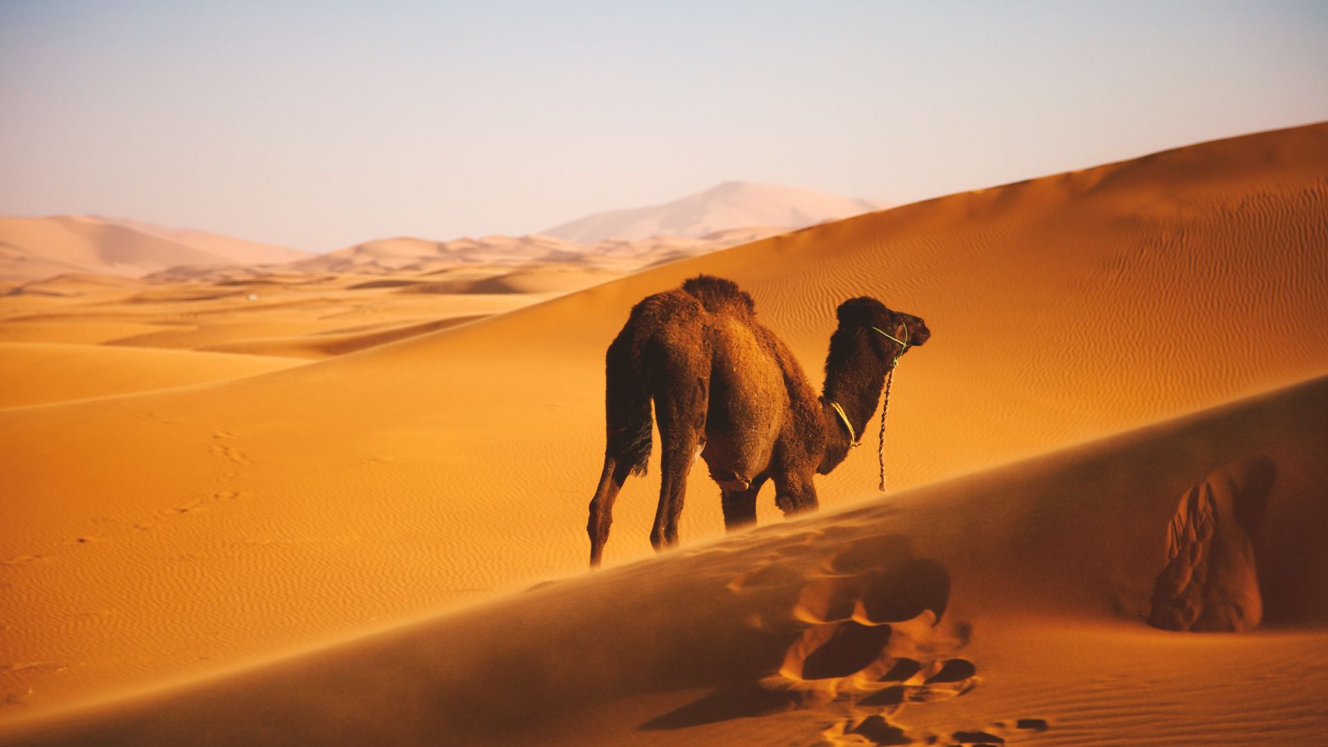File:Camel in sahara.jpg