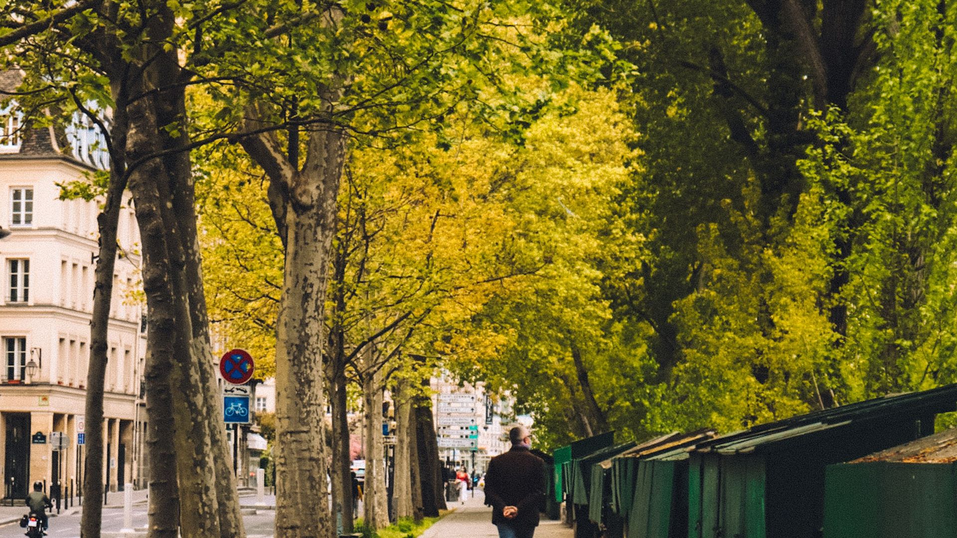 A solitary figure strolls along a serene tree-lined sidewalk in the city.