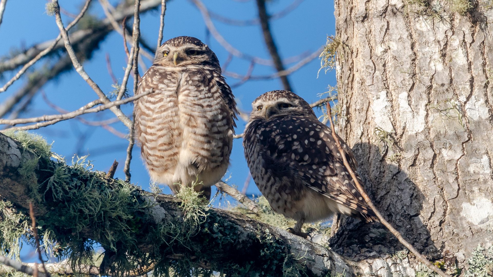Two burrowing owls sitting on a mossy branch against a clear blue sky.